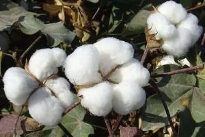 國家新一輪棉花目標(biāo)價格政策再落新疆！